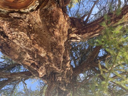 View looking up the trunk to the crown. Strong branches. Thick bark