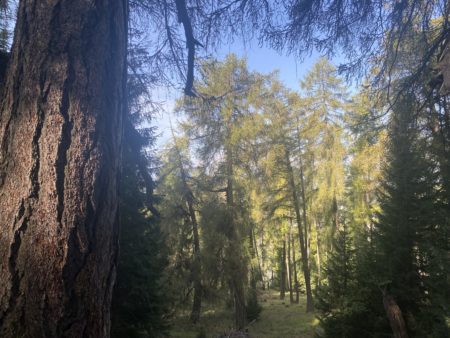 +/-900 year old larch tree in a forest of larch and spruce in the Valais