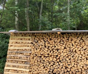 Neatly stacked logs in a forest