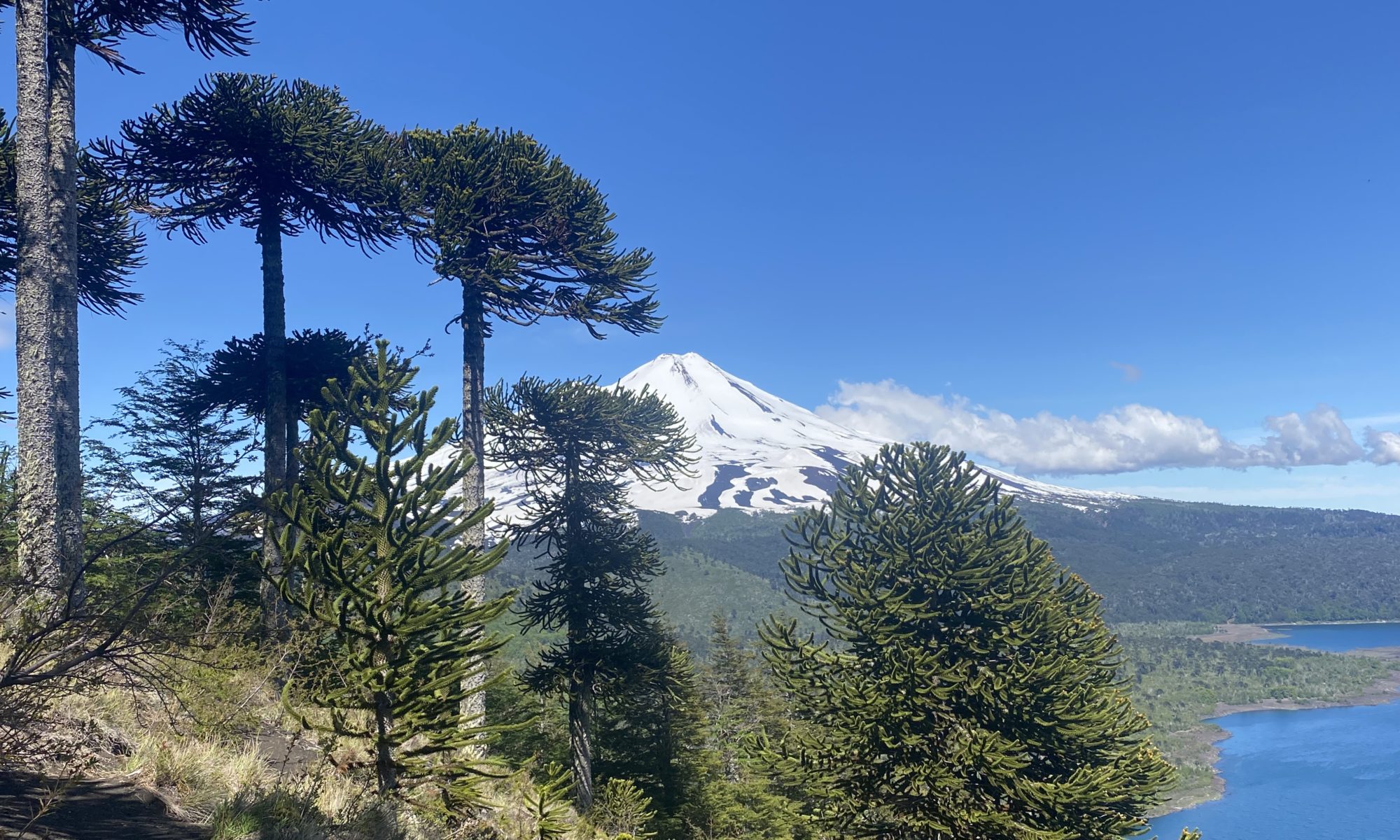Araucaria Volcano Conguillio