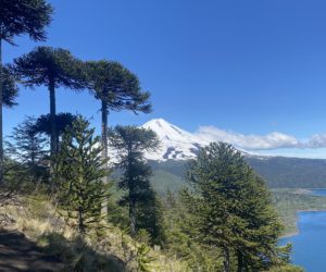 Araucaria Volcano Conguillio