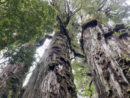 Alerce. Parque Pumalín