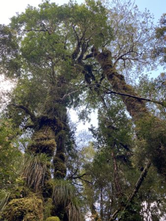 Temperate Rainforest. Parque Pumalín, Chile