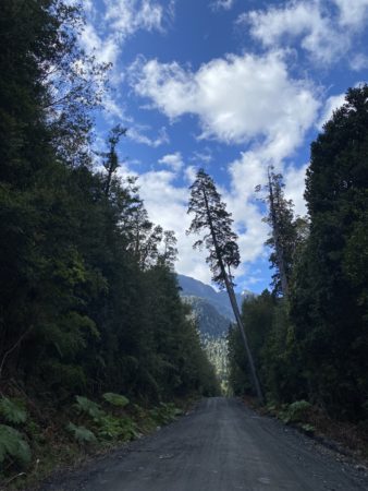 Carretera Austral unpaved road, leaning Alerce tree