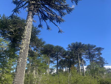 Araucaria. Conguillo National Park, Chile