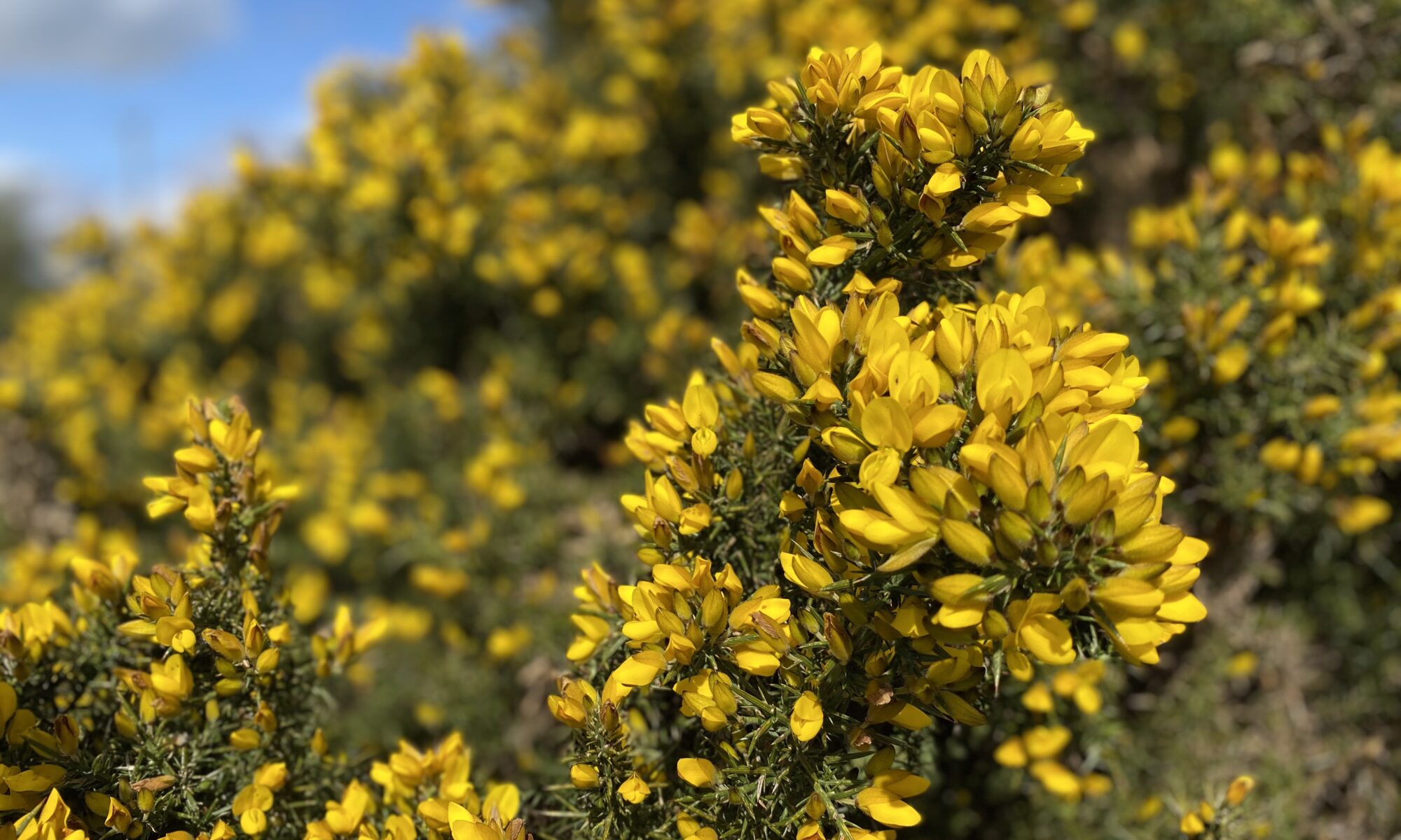 Gorse bush. Close up with parts in focus and out of focus