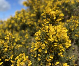 Gorse bush. Close up with parts in focus and out of focus
