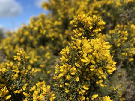 Gorse bush. Close up with parts in focus and out of focus